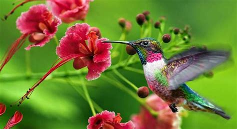Sin embargo, esto no es cierto. El colibrí trae buena suerte | Día por Día me Supero ...
