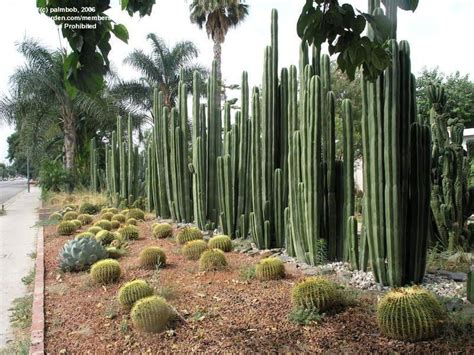 Open seven days a week. PlantFiles Pictures: Pachycereus Species, Central Mexico ...