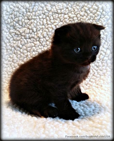 very rare chocolate scottish fold kitten 4 weeks old it doesn t get sweeter than this
