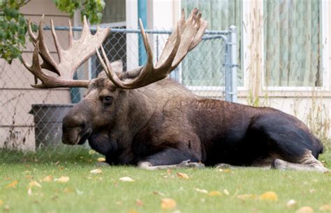 Conservation Officers Warn Of Aggressive Moose In Thompson Okanagan