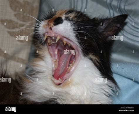 Animal Yawning Hi Res Stock Photography And Images Alamy