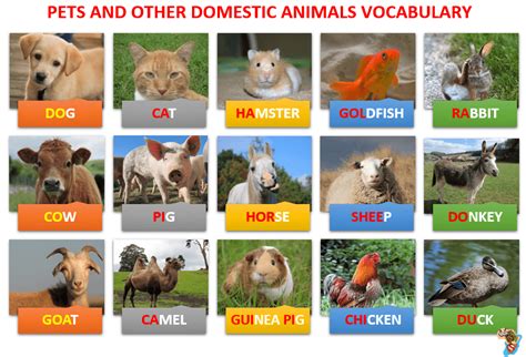 English Nature Vocabulary Lesson 5 Describe Pets And Other Beautiful