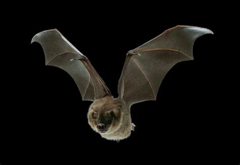 New Insight Into How Bats Conquer The Air The New York Times