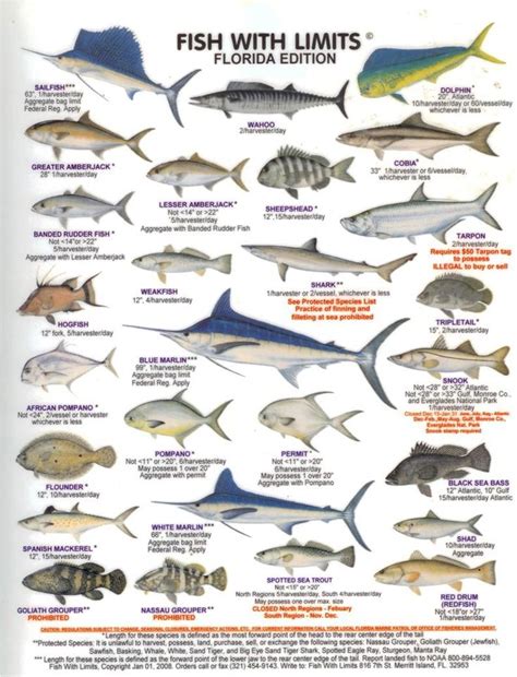 Florida Saltwater Fish Chart