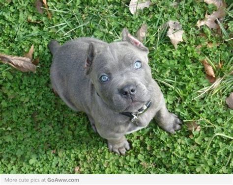 Brindle Cane Corso Puppy Blue Eye Dog Breeds Picture