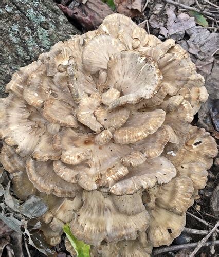 Hen Of The Woods Grifola Fondosa In Ontario