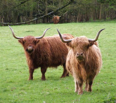 Highland Cattle 1 Free Photo Download Freeimages