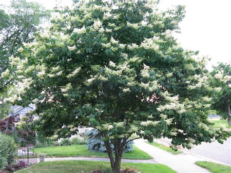 Plantfiles Pictures Japanese Tree Lilac Syringa Reticulata By Msgreenjeans