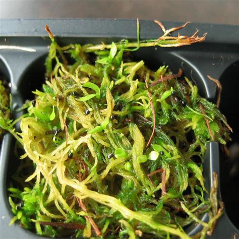 It's easier if someone else holds your baby while you get in and out of the bath. Feed a Venus Fly Trap - FlytrapCare.com