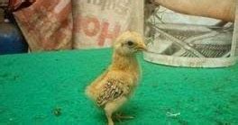 Berak kapur pada ayam adun. Cara Mengatasi Penyakit Berak Kapur Pada Ayam | Ternak Ayam