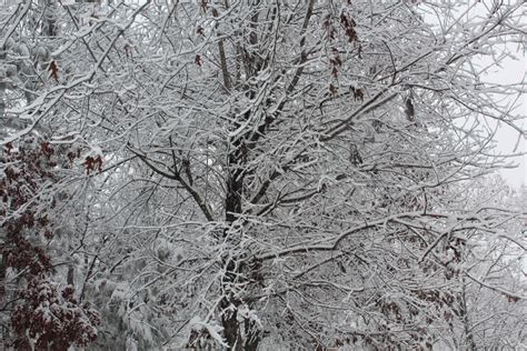 무료 이미지 얼음 나무 분기 서리 검정색과 흰색 동결 우디 식물 삼림지 흑백 사진 잎 단색화 눈보라