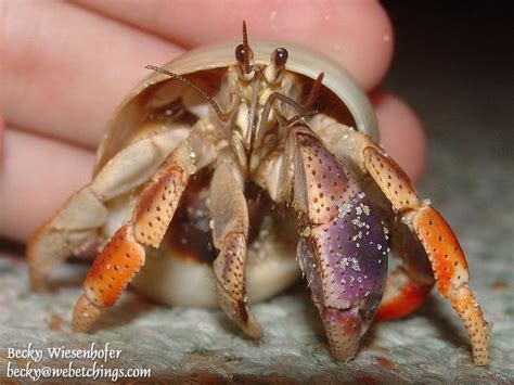 coenobita clypeatus coenobita hermit crab crab