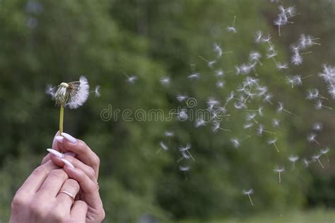 Happy Beautiful Woman Blowing Dandelion Stock Photo Image Of Leisure