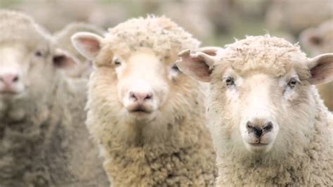 5 Unusual Facts About Sheep Youtube