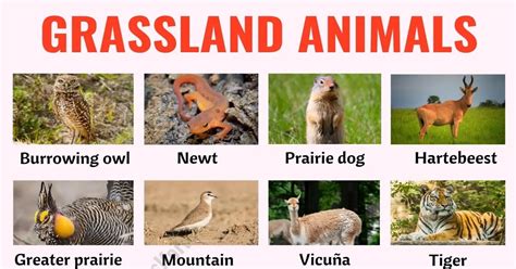 Top 137 + Mountain animals chart - Inoticia.net