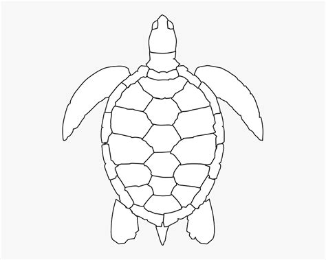 How To Draw Sea Turtles Easy Bornmodernbaby