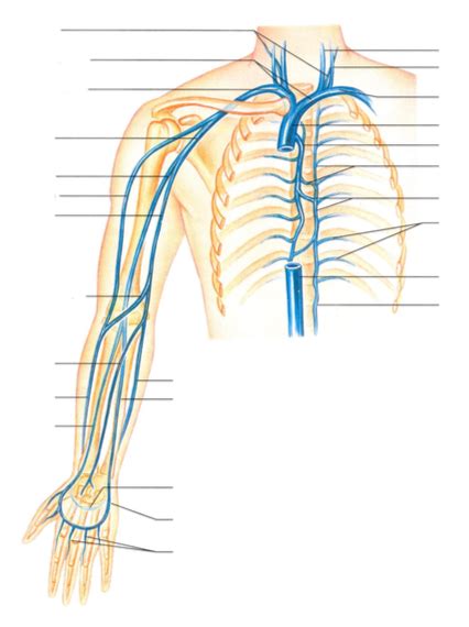 Veins Of Upper Arm Diagram Quizlet