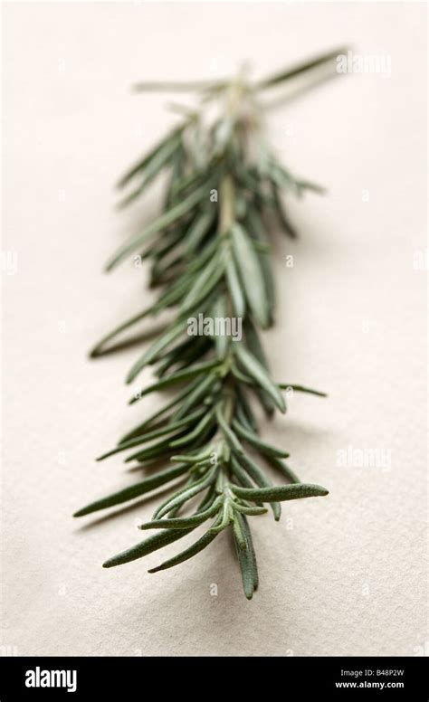 Fresh Rosemary Herb Stock Photo Alamy