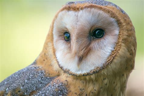 High Desert Bird Of The Month Barn Owl
