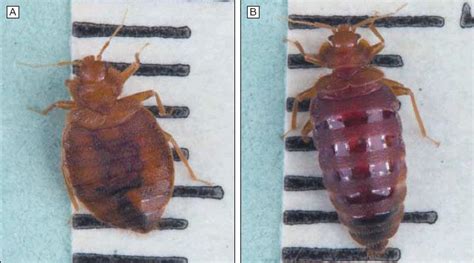 Bed Bugs Pictures Actual Size Stages And Skin Bites