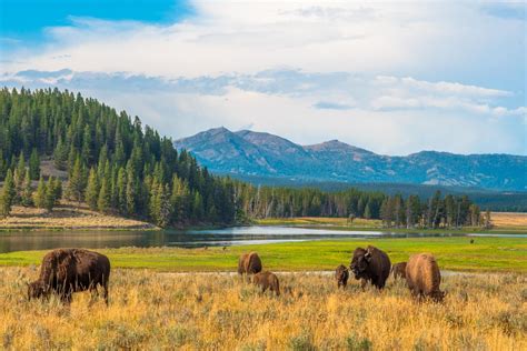 Can You Visit Yellowstone Park