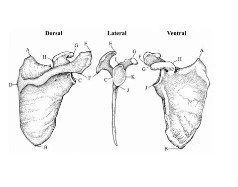 Labeling the Scapula Quiz