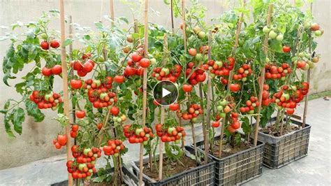 The Easiest And Most Fruitful Way To Grow Tomatoes At Home For Beginners