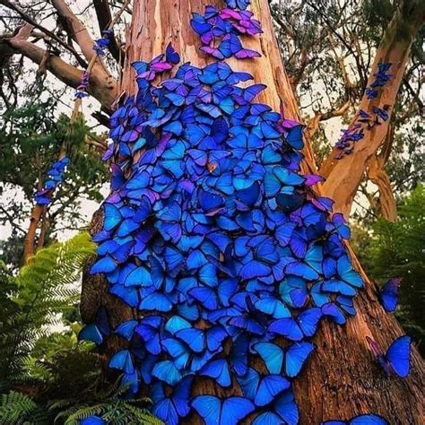 Butterfly Lovers Community On Instagram So Beautiful Viewer Of