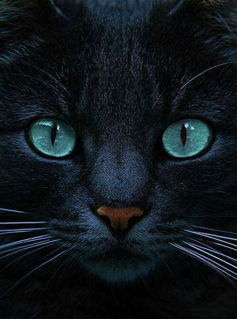 Black Cat With Blue Eyes Beautiful Cats Cats Kittens