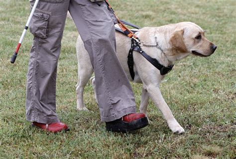 Do Assistance Animal Owners Need To Buy Gear Service Animal Registry