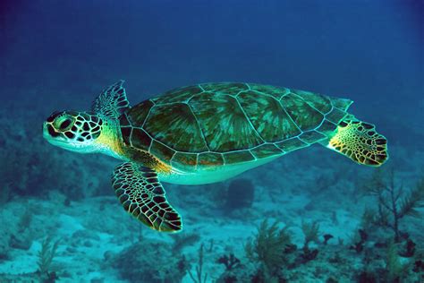 The Characteristics Of A Green Sea Turtle Life Of A Sea Turtle