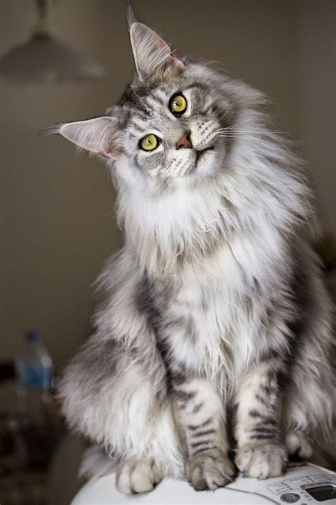 700 Best Beautiful Maine Coon Cats ️ Images On Pinterest Beautiful