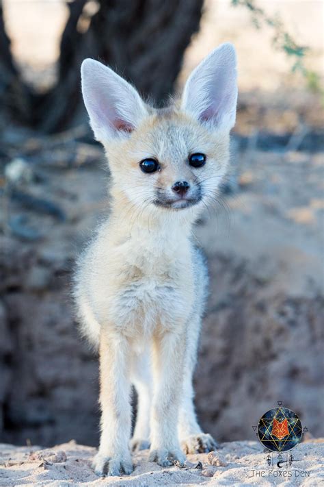 Top Sellers | Baby fox pet, Baby animals funny, Cute animals
