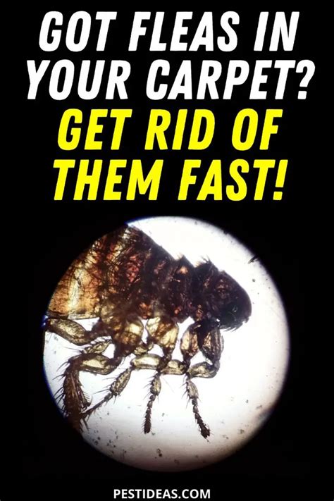Get Rid Of Fleas In Carpet Get Them Out Of Your Carpet Fast