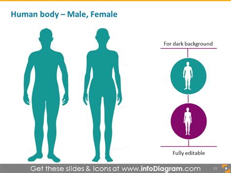 Researchers analysed areas of the female for the effect of light touch, pressure and vibration. Infographics Human Body Parts Organ Medical Male Female PowerPoint icons PPTX