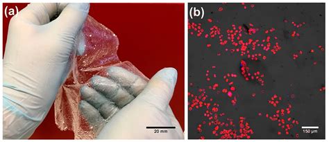 Cells Free Full Text A Concise Review On Tissue Engineered