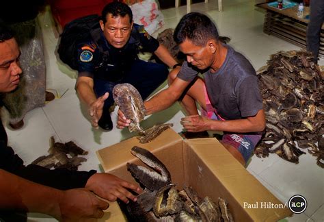 Busting Indonesias Manta Gill Trade National Geographic Society Newsroom