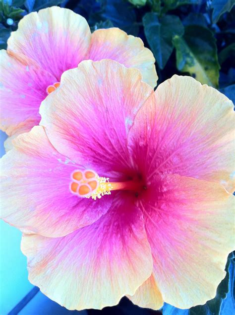 This Hibiscus Is One Of The Many Beautys In Nature Hibiscus Plant