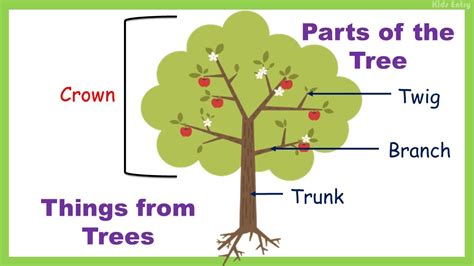 Parts Of The Tree Things From Trees Learn Parts Of The Tree For