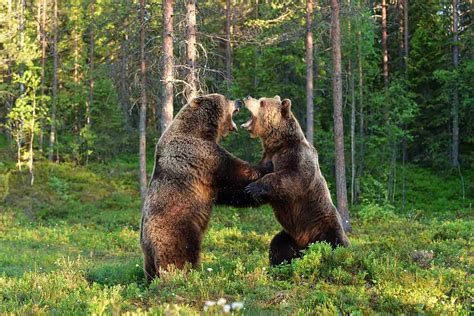 Bear Fight Is The Wildest Video Youll See All Week A Z Animals