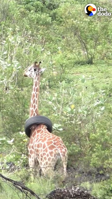 giraffe with tire around her neck needs help the way these guys finally get the tire off this
