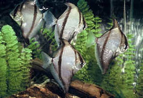 Mono Sebae Monodactylus Sebae Tropical Fish Keeping