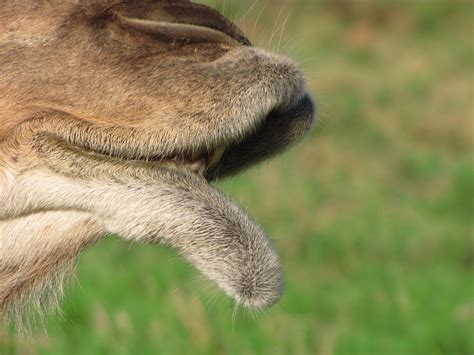 Mouth And Lip Of A Camel Free Stock Photo - Public Domain Pictures