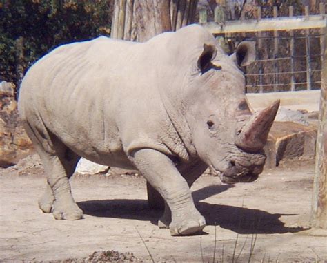 The White Rhino Animal Facts And New Photos The Wildlife
