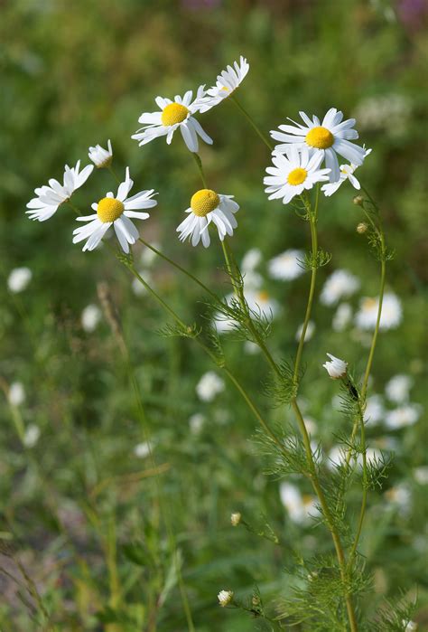 Good thing, it's easy to do. Chamomile - Wikipedia