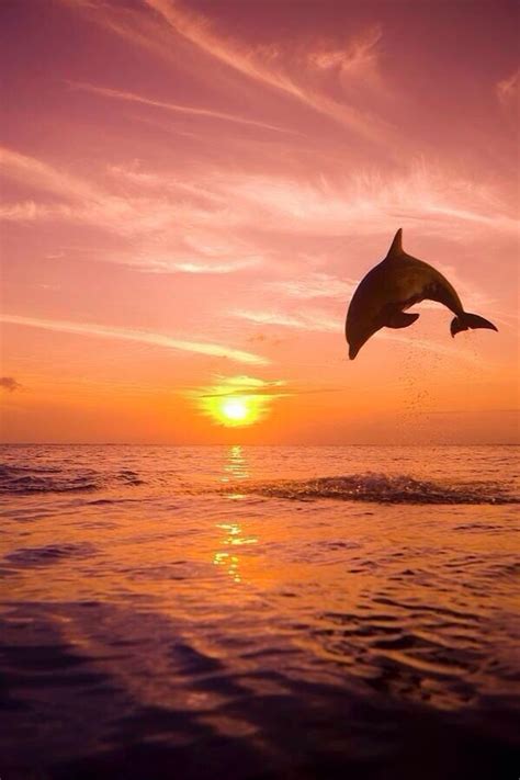 Dolphin In The Sunrise Serene Scenery Pinterest