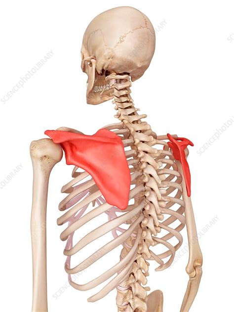 Shoulder Blade Stock Image F0162979 Science Photo Library