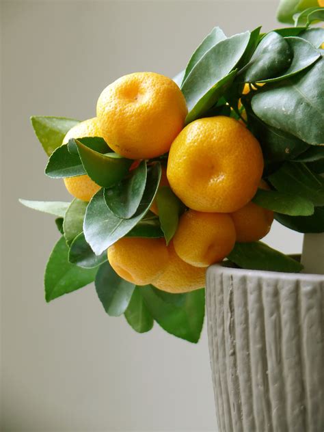 Citrus Trees The Perfect Houseplants Find Out Which Fruits Make The