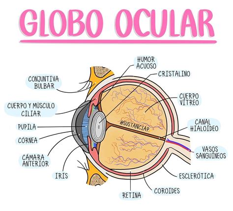 Globo Ocular Anatomía del ojo Anatomia ocular Anatomia del cerebro
