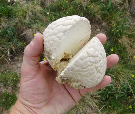 Are Puffball Mushrooms Edible All Mushroom Info